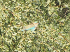 Coracias benghalensis