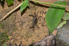 Parathelphusa maculata