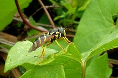 Chrysotoxum festivum