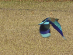 Coracias benghalensis