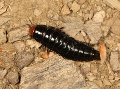 Dendroxena quadrimaculata