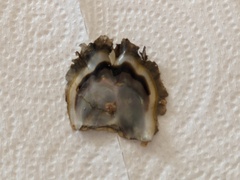 Pterioidea