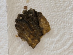 Pterioidea