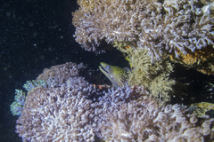 Gymnothorax undulatus