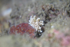 Phyllodesmium