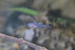 Pseudamia