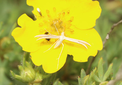 Merrifieldia tridactyla