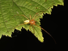 Enoplognatha