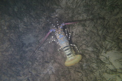 Panulirus ornatus