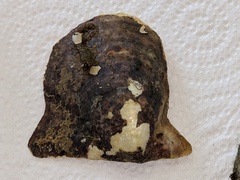 Pterioidea