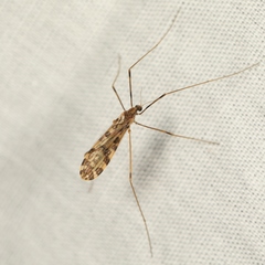 Ilisia maculata