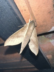 Xylophanes porcus