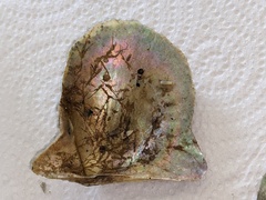Pterioidea