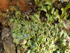 Conocephalum conicum