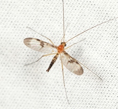 Macrocera phalerata