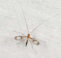 Macrocera phalerata