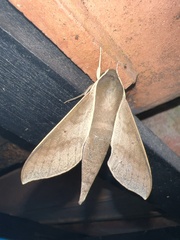 Xylophanes porcus