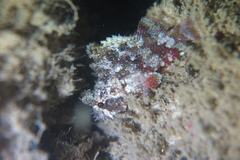 Scorpaenidae
