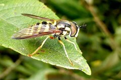 Chrysotoxum intermedium