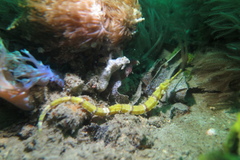 Halicampus macrorhynchus