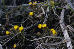 Tussilago farfara