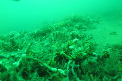 Priacanthidae