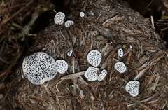 Poronia punctata