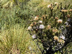 Melaleuca squamea