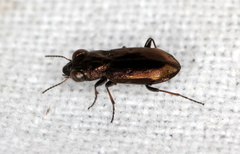 Notiophilus biguttatus