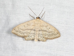 Scopula nigropunctata
