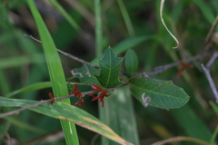 Alectryon diversifolius