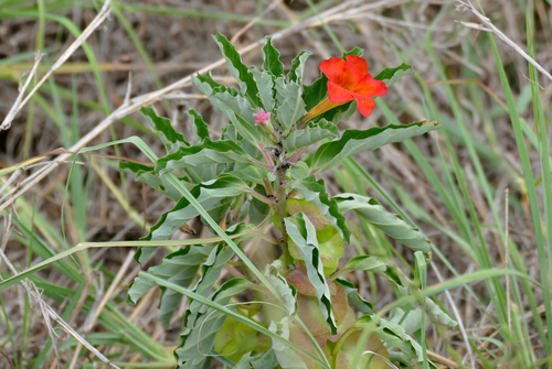 Pterodiscus undulatus Baker f. 2