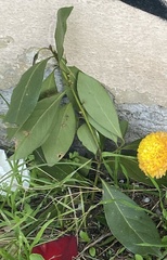 Laurus nobilis