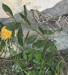 Laurus nobilis