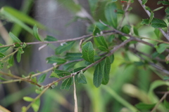 Alectryon diversifolius