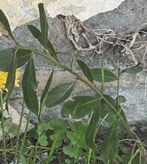 Laurus nobilis