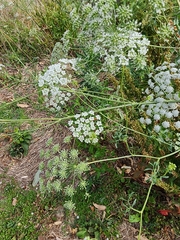 Ammi majus