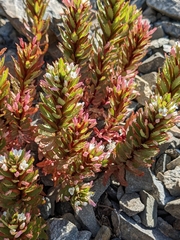 Epilobium pycnostachyum