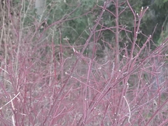 Cornus alba
