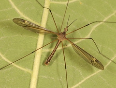 Tipula lateralis