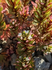 Epilobium pycnostachyum