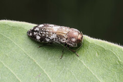 Diphucrania