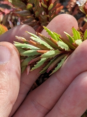 Epilobium pycnostachyum