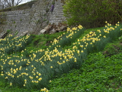 Narcissus pseudonarcissus