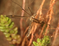 Tipula lateralis