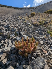 Epilobium pycnostachyum