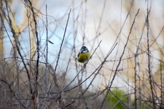 Cyanistes caeruleus