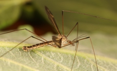 Tipula lateralis