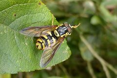 Chrysotoxum intermedium