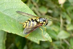 Chrysotoxum intermedium